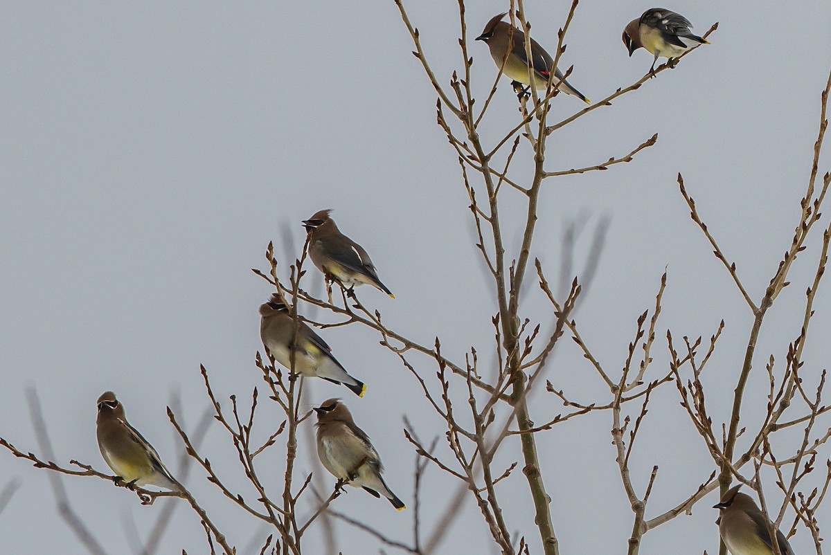 Cedar Waxwing - ML203494561