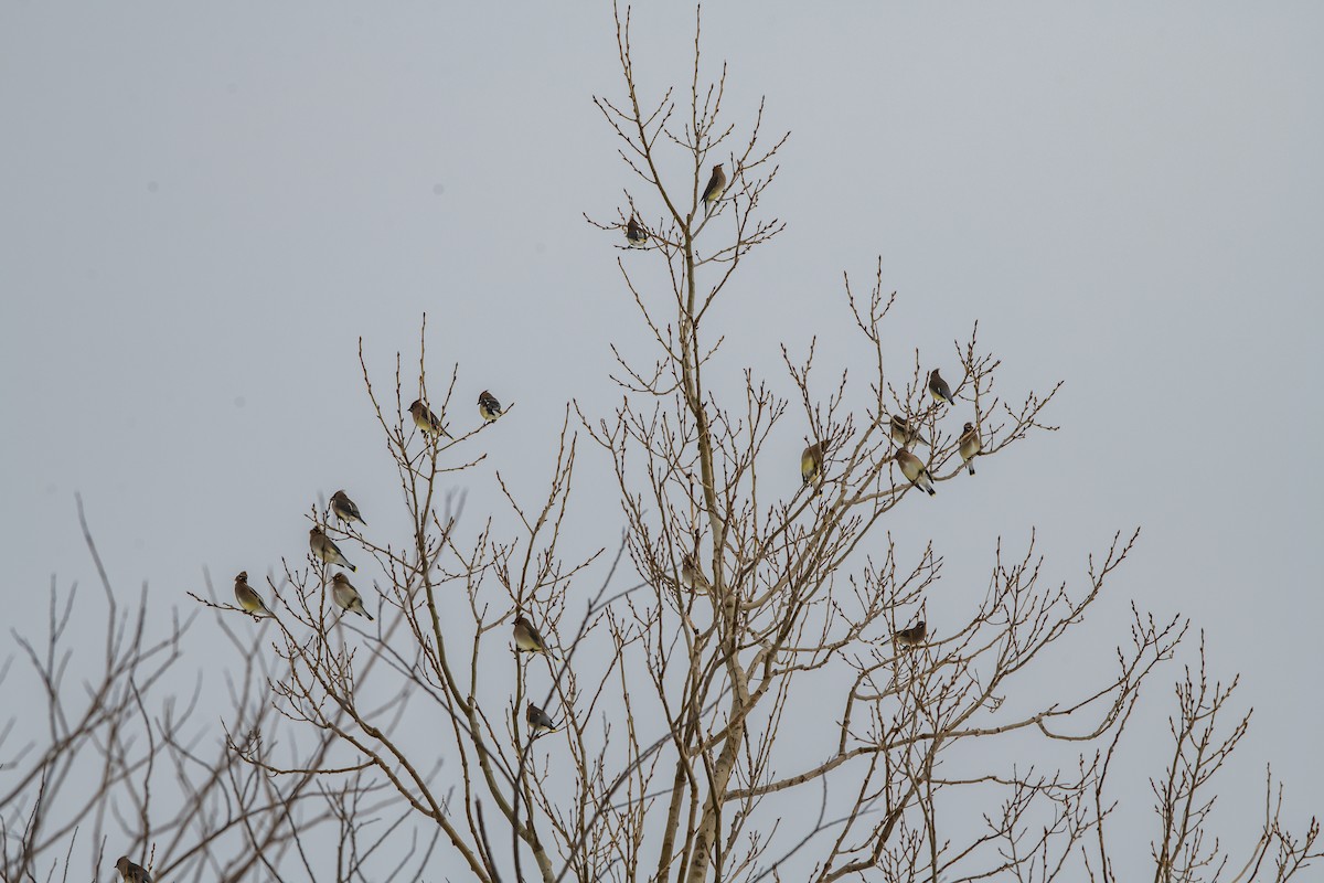 Cedar Waxwing - ML203494601