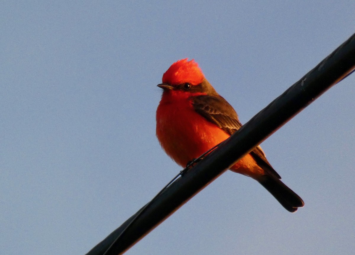 Vermilion Flycatcher - ML203494661