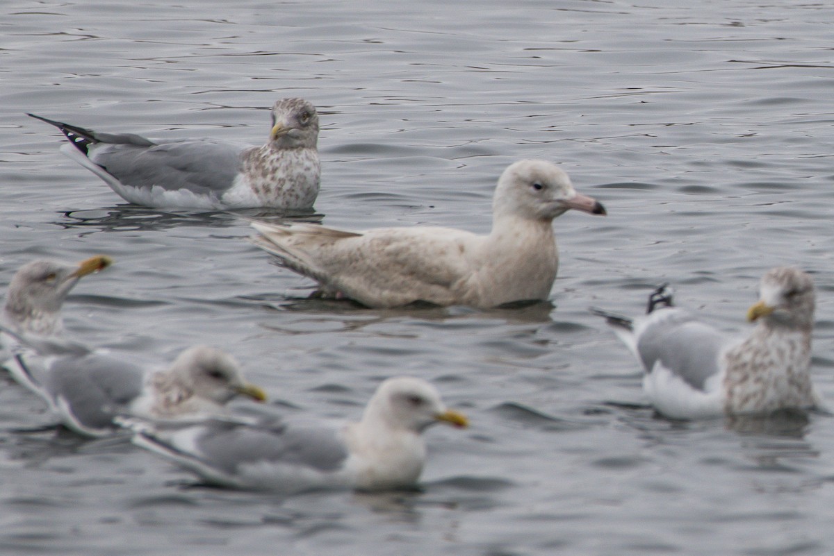 Glaucous Gull - ML203494841