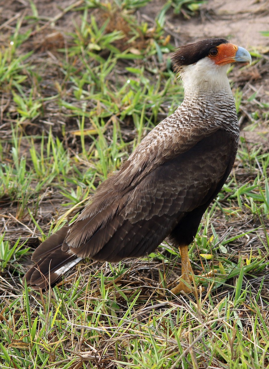 Crested Caracara (Southern) - ML203494921