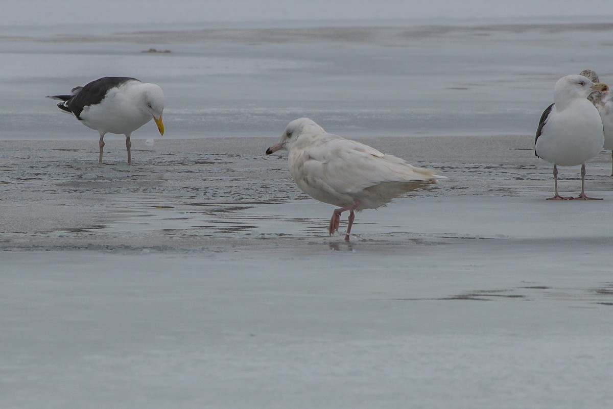 Glaucous Gull - ML203494931