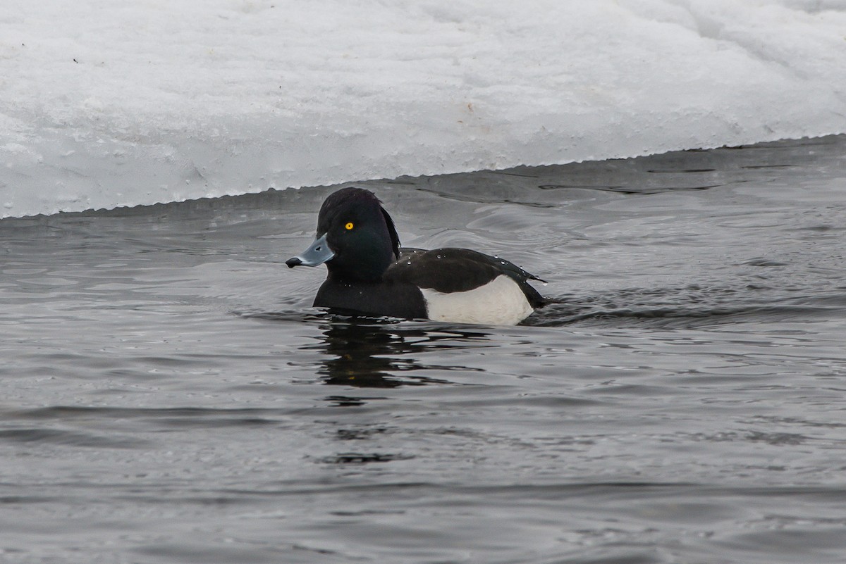 Tufted Duck - ML203494981