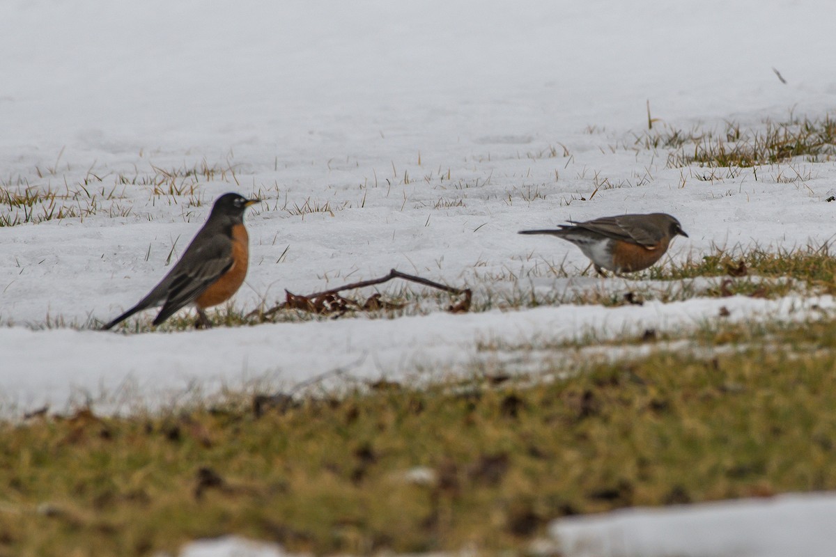 American Robin - ML203495261