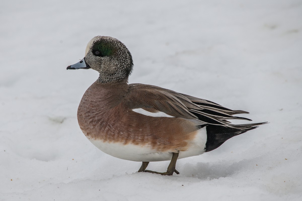 Canard d'Amérique - ML203495741