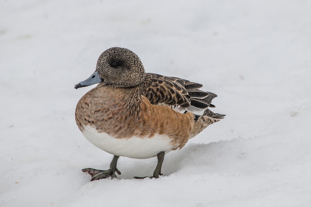 American Wigeon - ML203495811