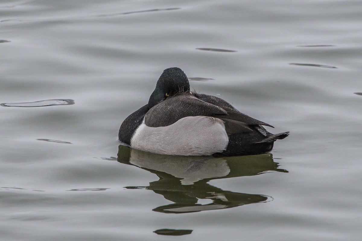 Ring-necked Duck x Lesser Scaup (hybrid) - ML203495831