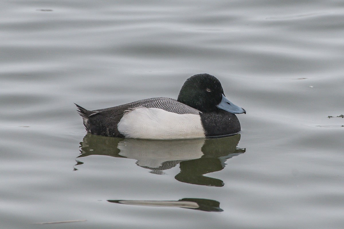 Greater Scaup - ML203495891