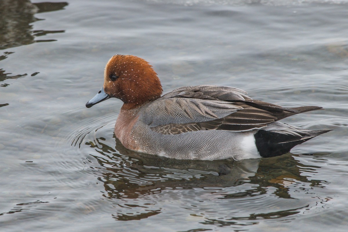 Eurasian Wigeon - ML203495951