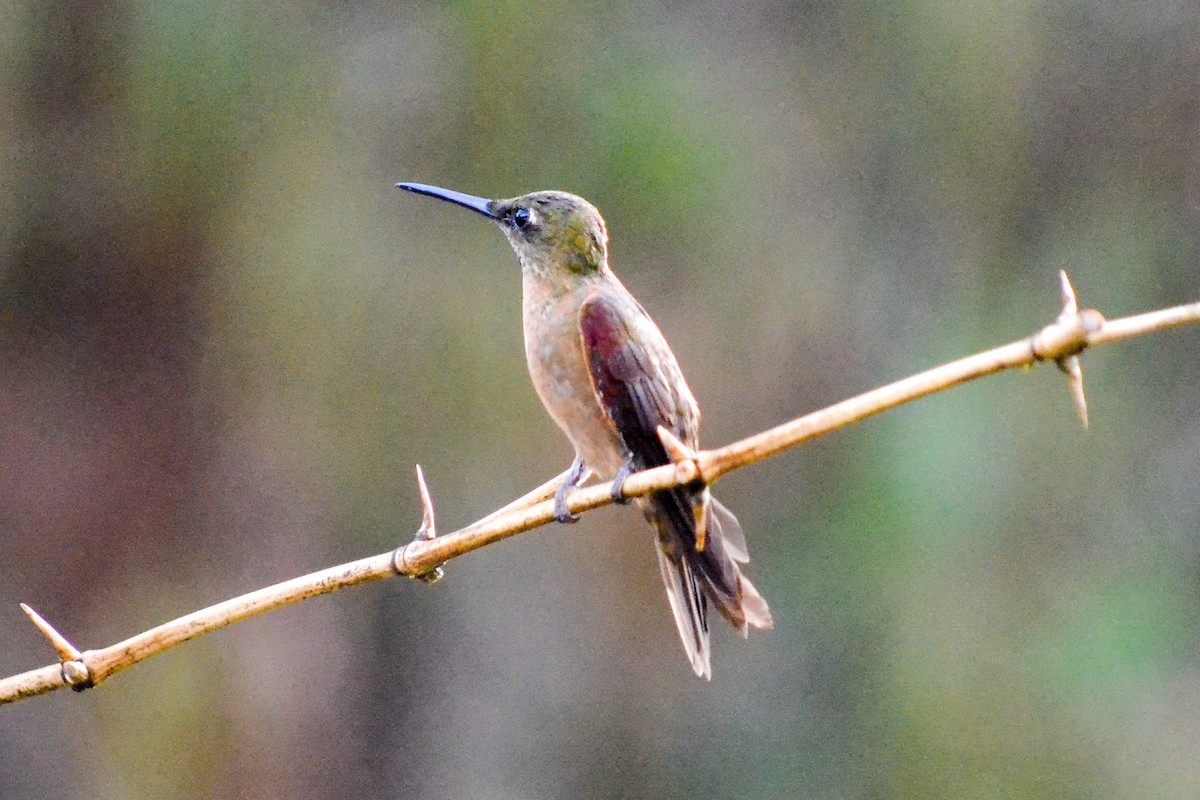 Fawn-breasted Brilliant - ML203496711