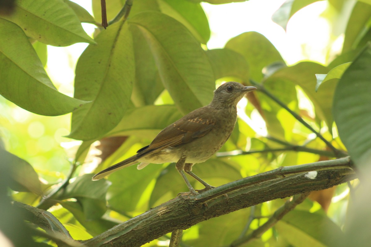 Black-billed Thrush - ML203497231