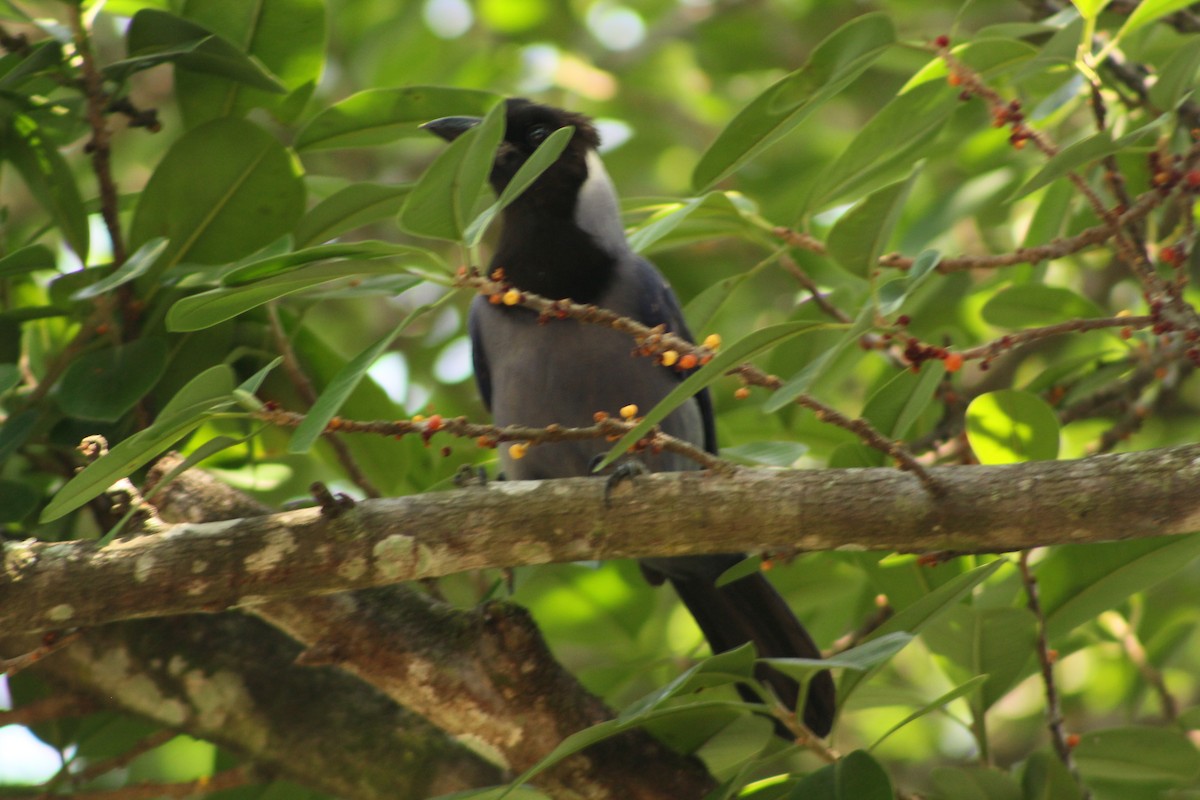 Violaceous Jay - ML203498831