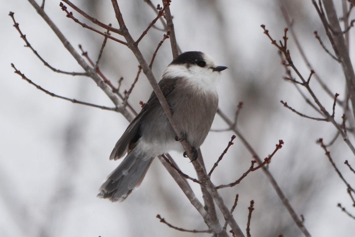 Canada Jay - Steve Mierzykowski