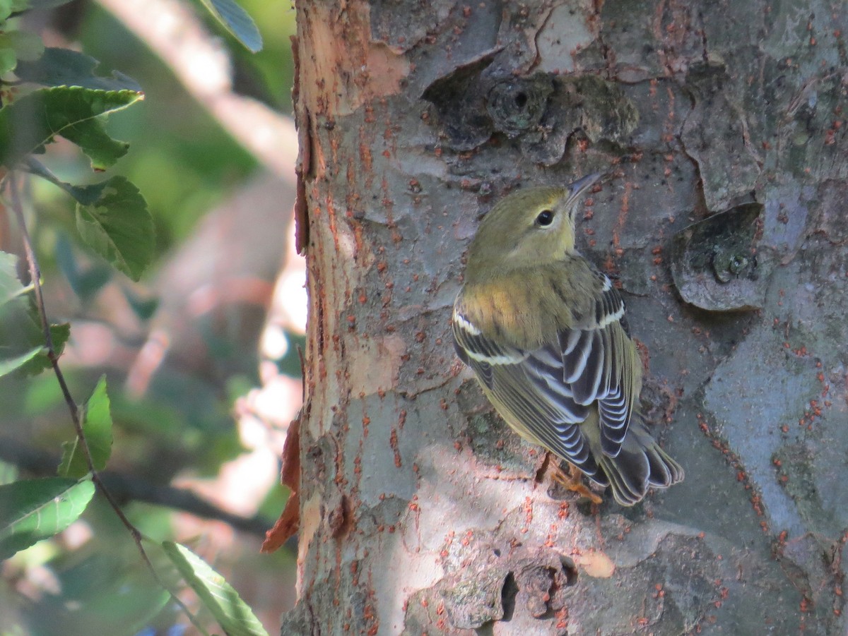 Blackpoll Warbler - ML20350001