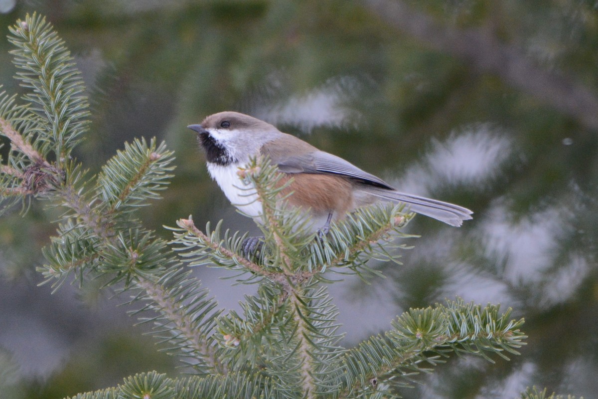 Boreal Chickadee - Steve Mierzykowski