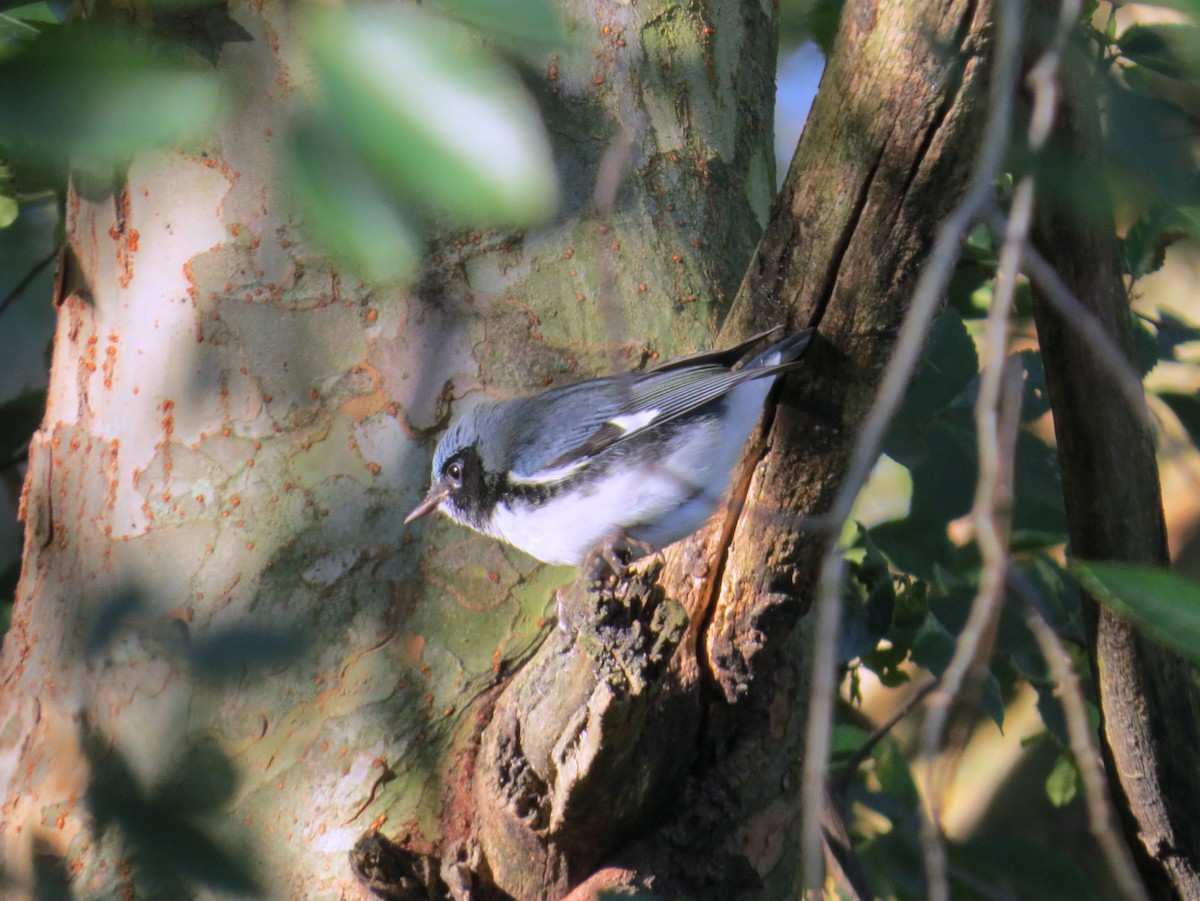 Black-throated Blue Warbler - ML20350011