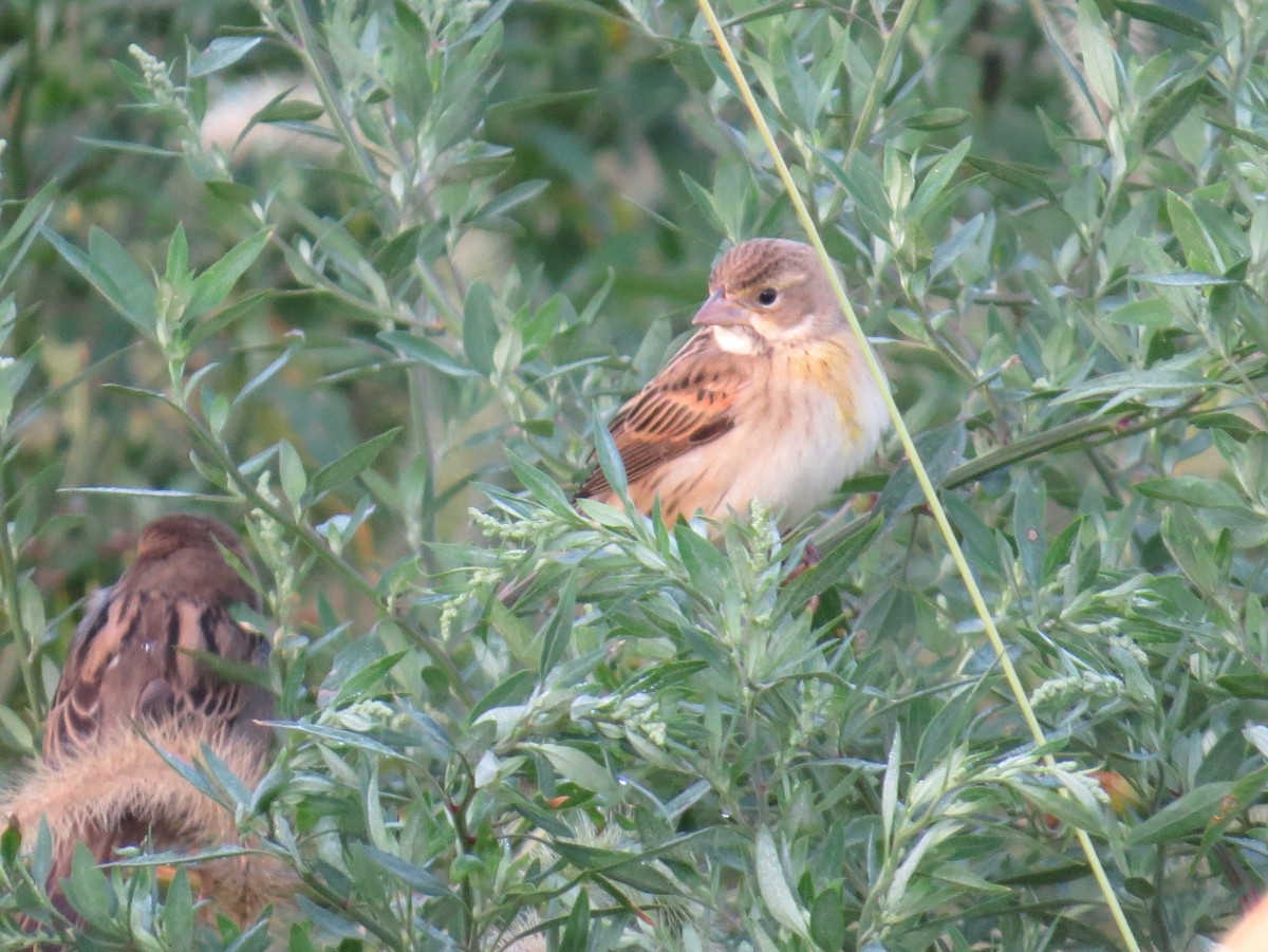 Dickcissel - ML20350081