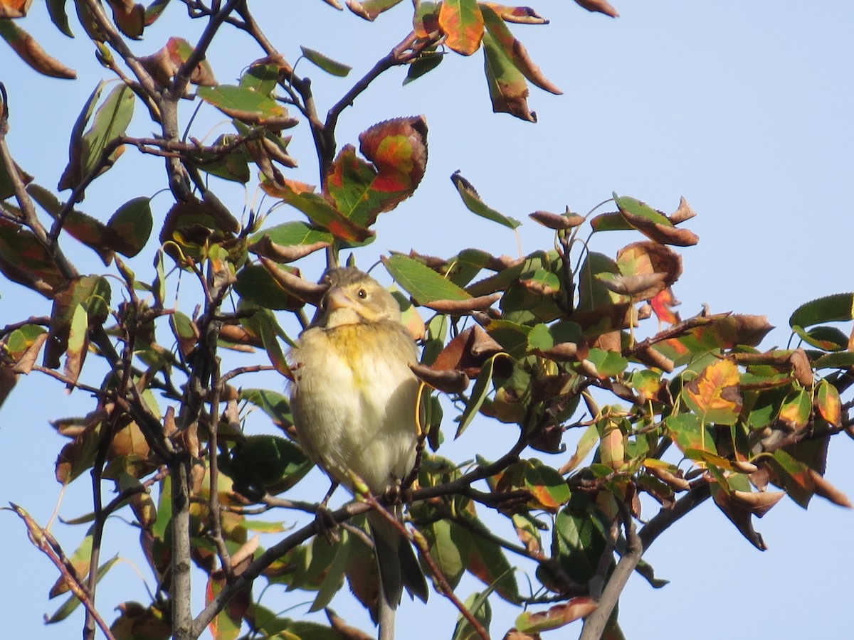 Dickcissel - ML20350091
