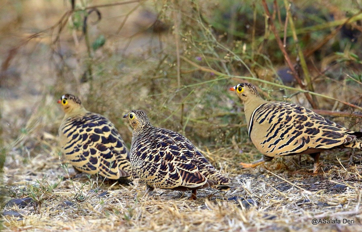 Four-banded Sandgrouse - Fanis Theofanopoulos (ASalafa Deri)