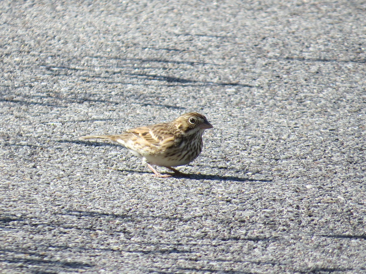Vesper Sparrow - ML20350101