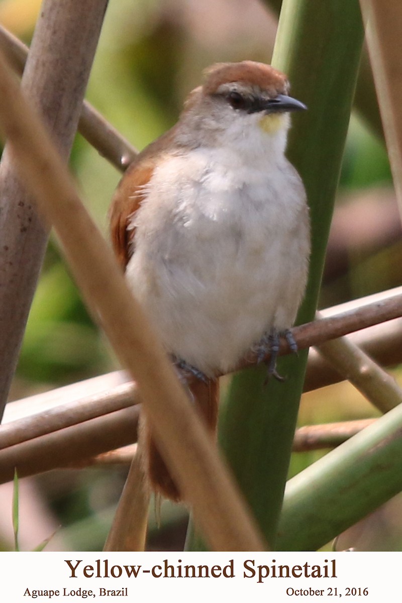 Yellow-chinned Spinetail - ML203501271