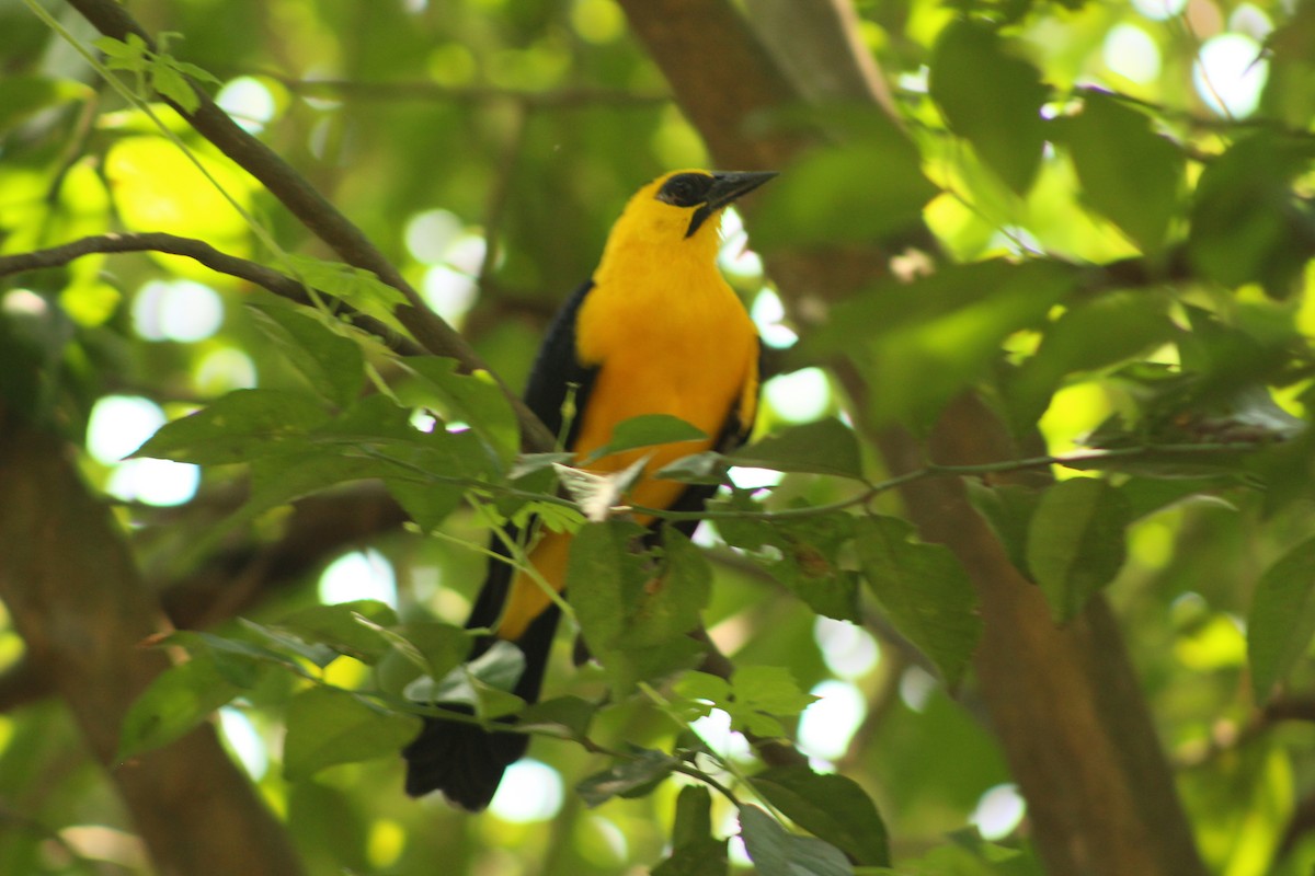 Oriole Blackbird - ML203501951