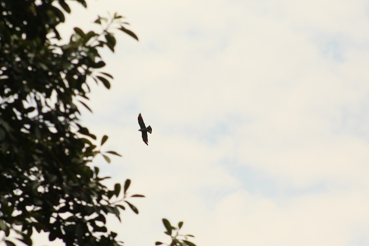 Plumbeous Kite - ML203502901