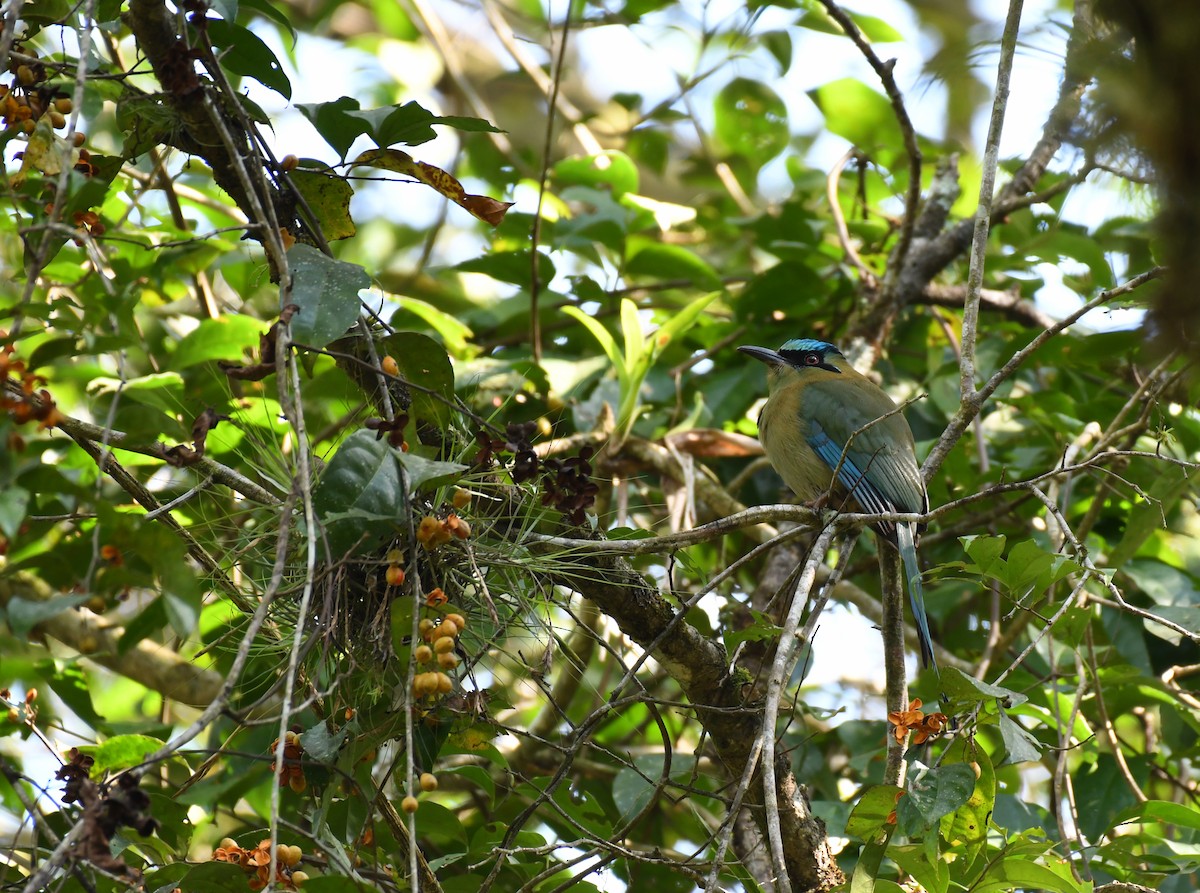 Blauscheitelmotmot - ML203503241