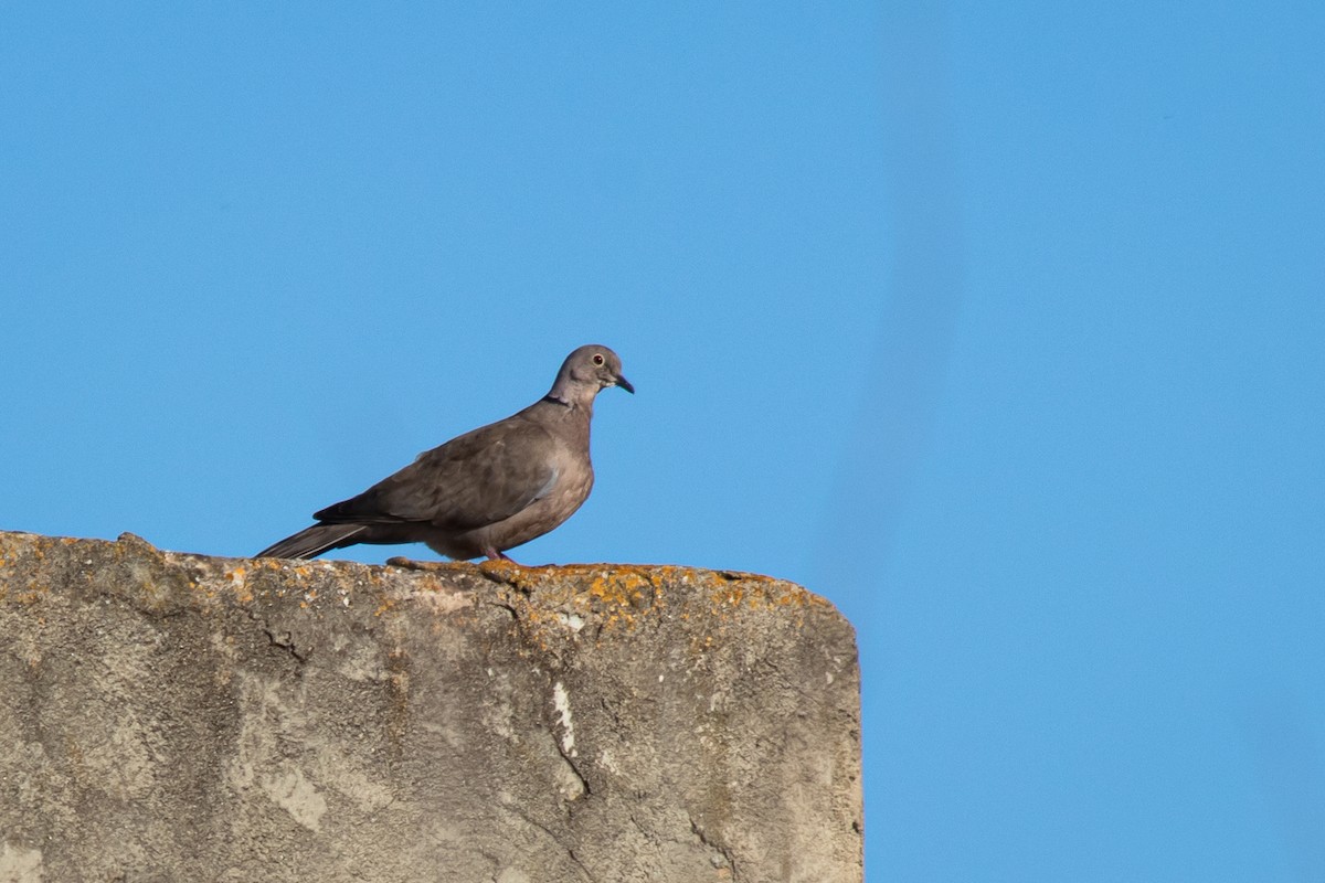 Eurasian Collared-Dove - ML203503911