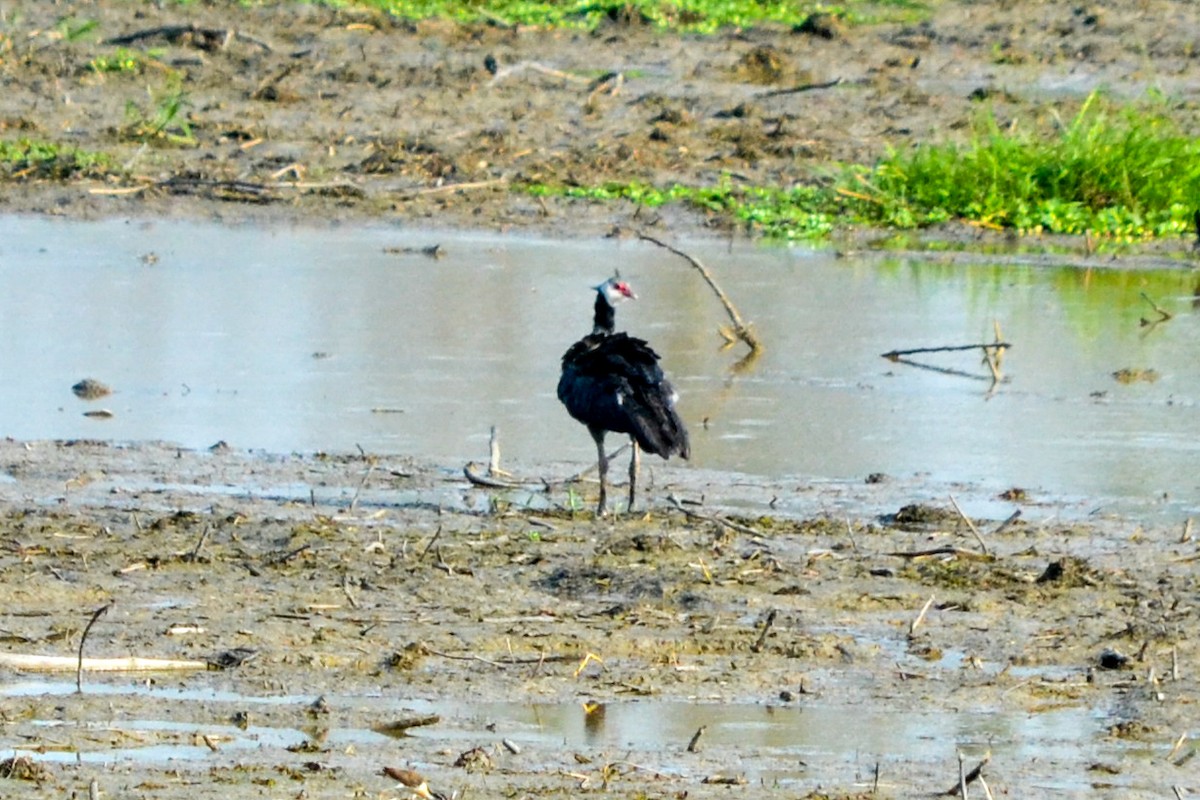 Weißwangen-Wehrvogel - ML203503921