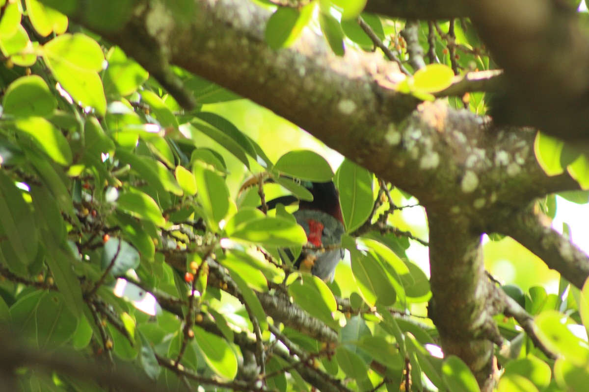 Chestnut-eared Aracari - ML203504741