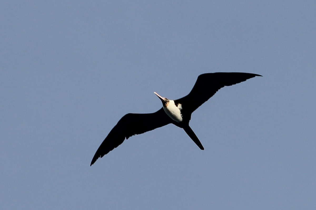 Christmas Island Frigatebird - ML20350651