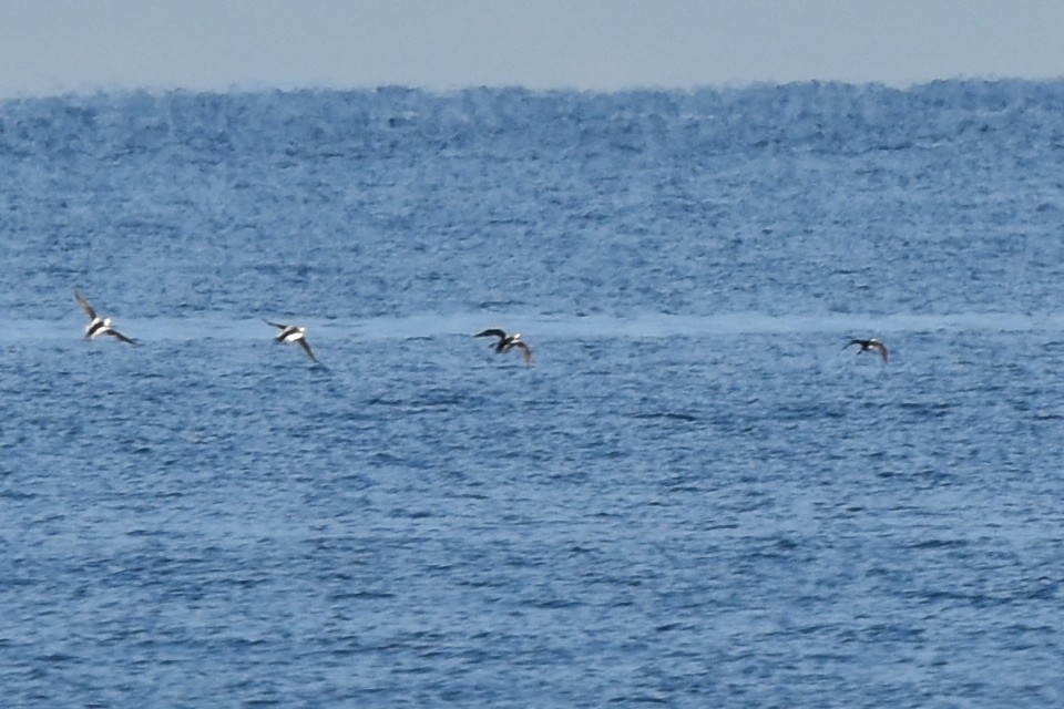 Long-tailed Duck - Blair Whyte