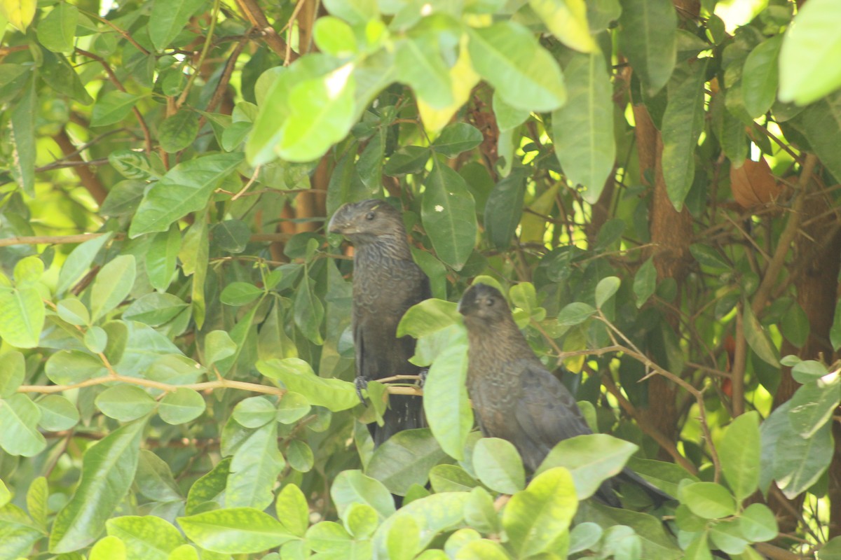 Smooth-billed Ani - ML203507291