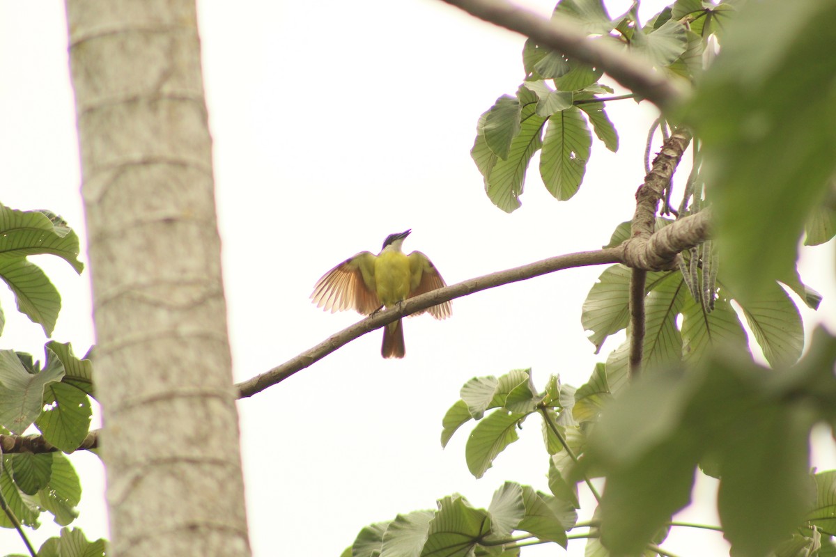 Great Kiskadee - ML203507551