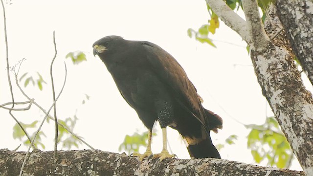 Great Black Hawk - ML203509631