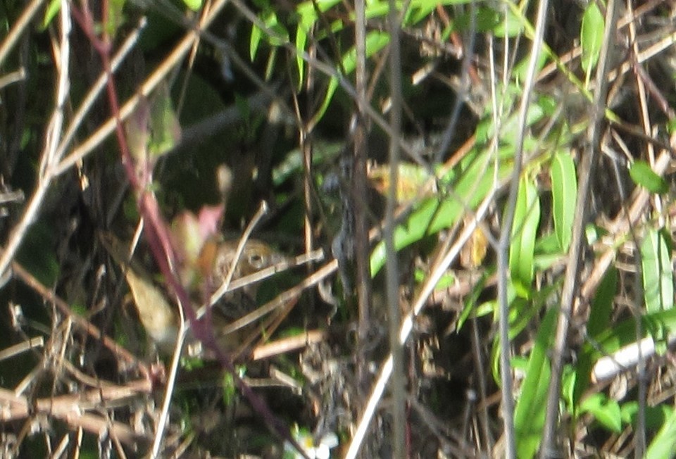 Grasshopper Sparrow - ML203510661
