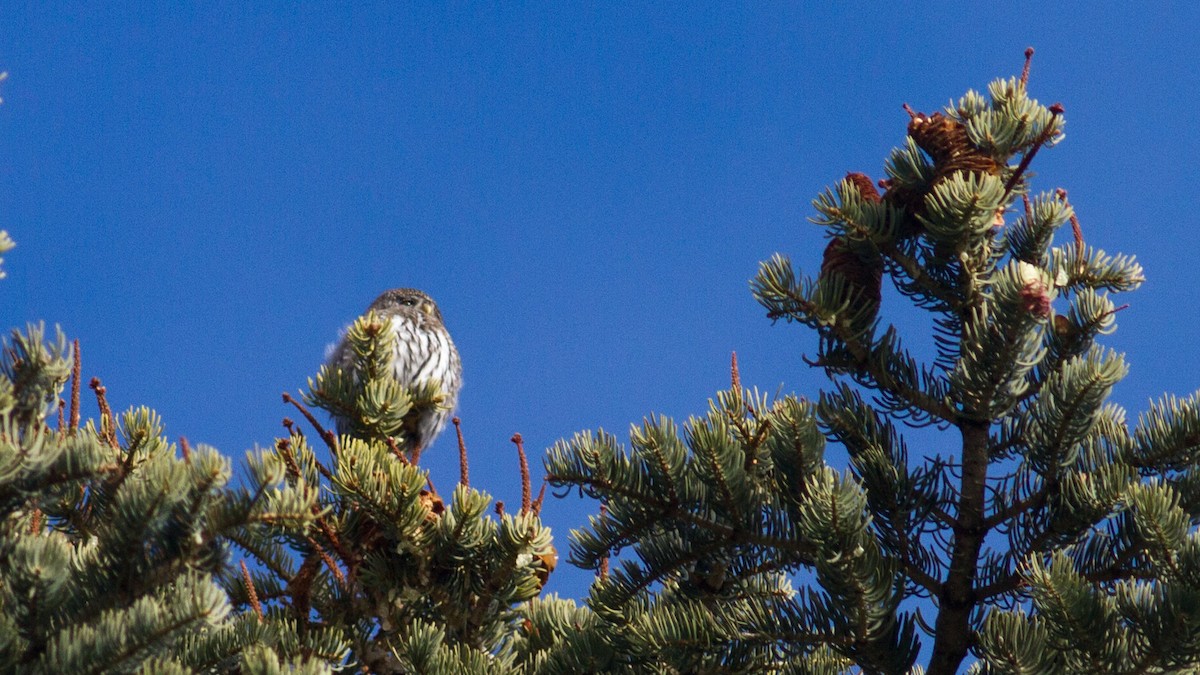 kulíšek mexický (ssp. pinicola) - ML203512991