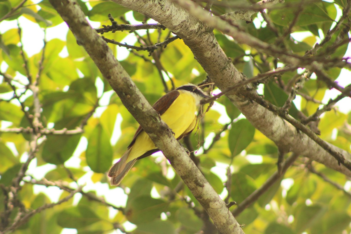 Great Kiskadee - ML203513351
