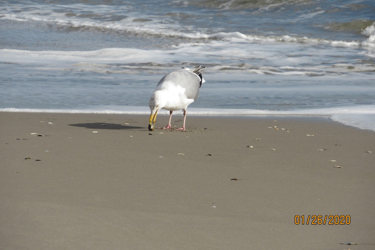 Herring Gull - ML203513651