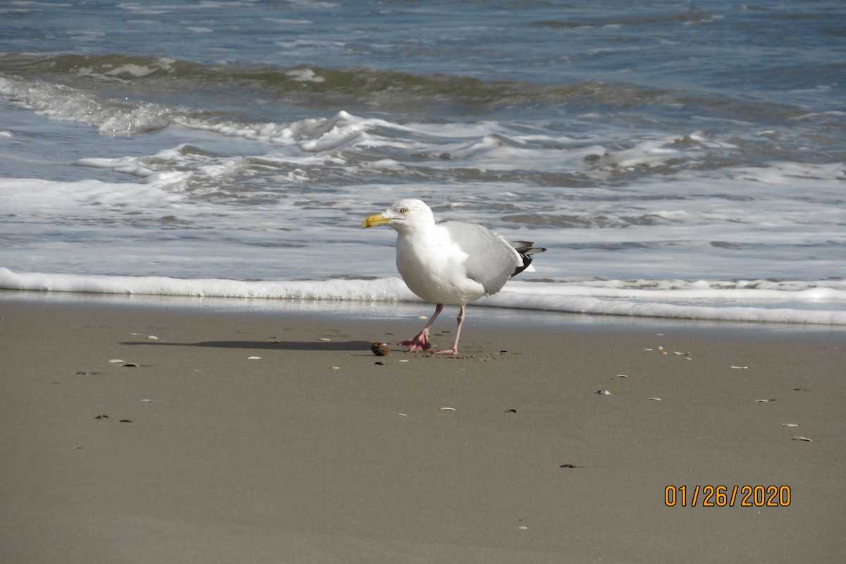 Herring Gull - ML203513661