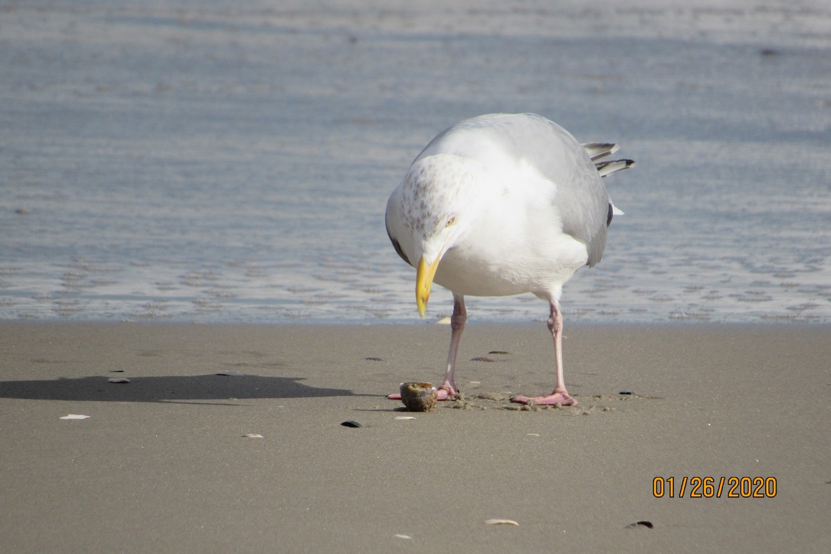 Herring Gull - ML203513681