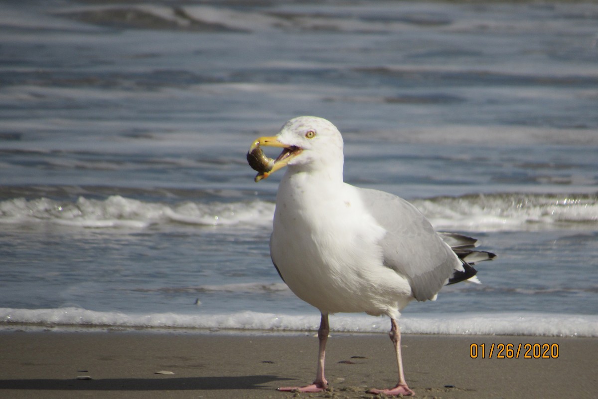 Herring Gull - ML203513701