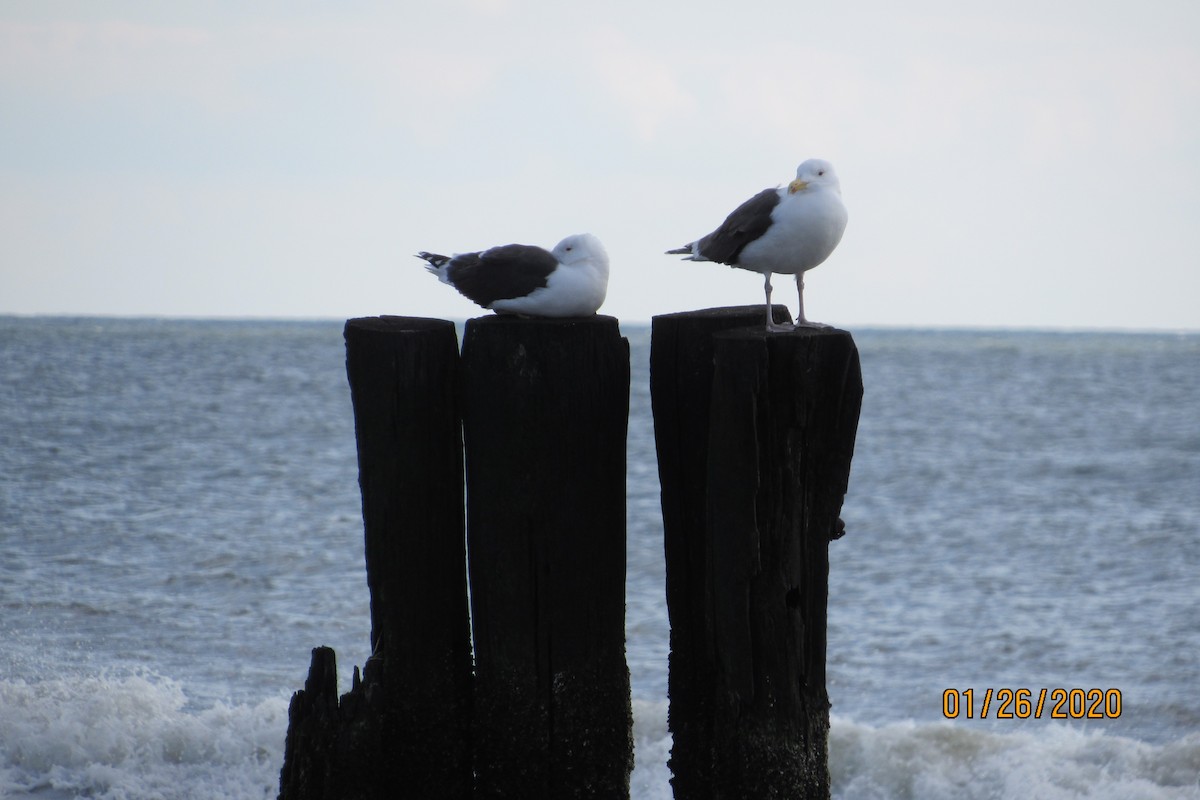 Great Black-backed Gull - ML203513841