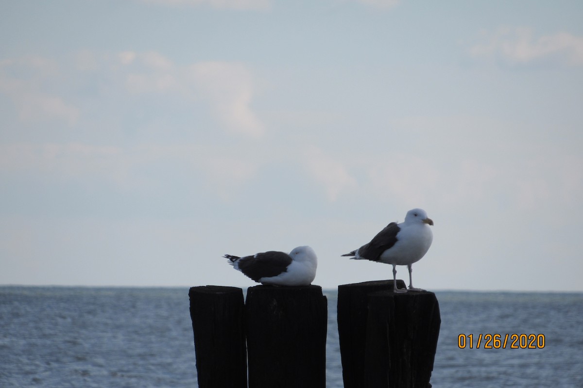 Great Black-backed Gull - ML203513851