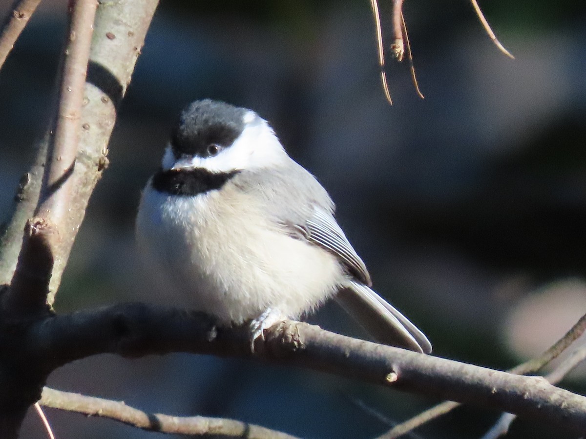 Carolina Chickadee - ML203513881