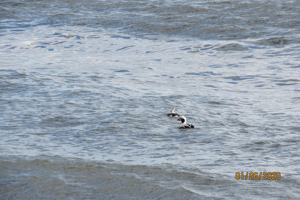 Long-tailed Duck - ML203514081