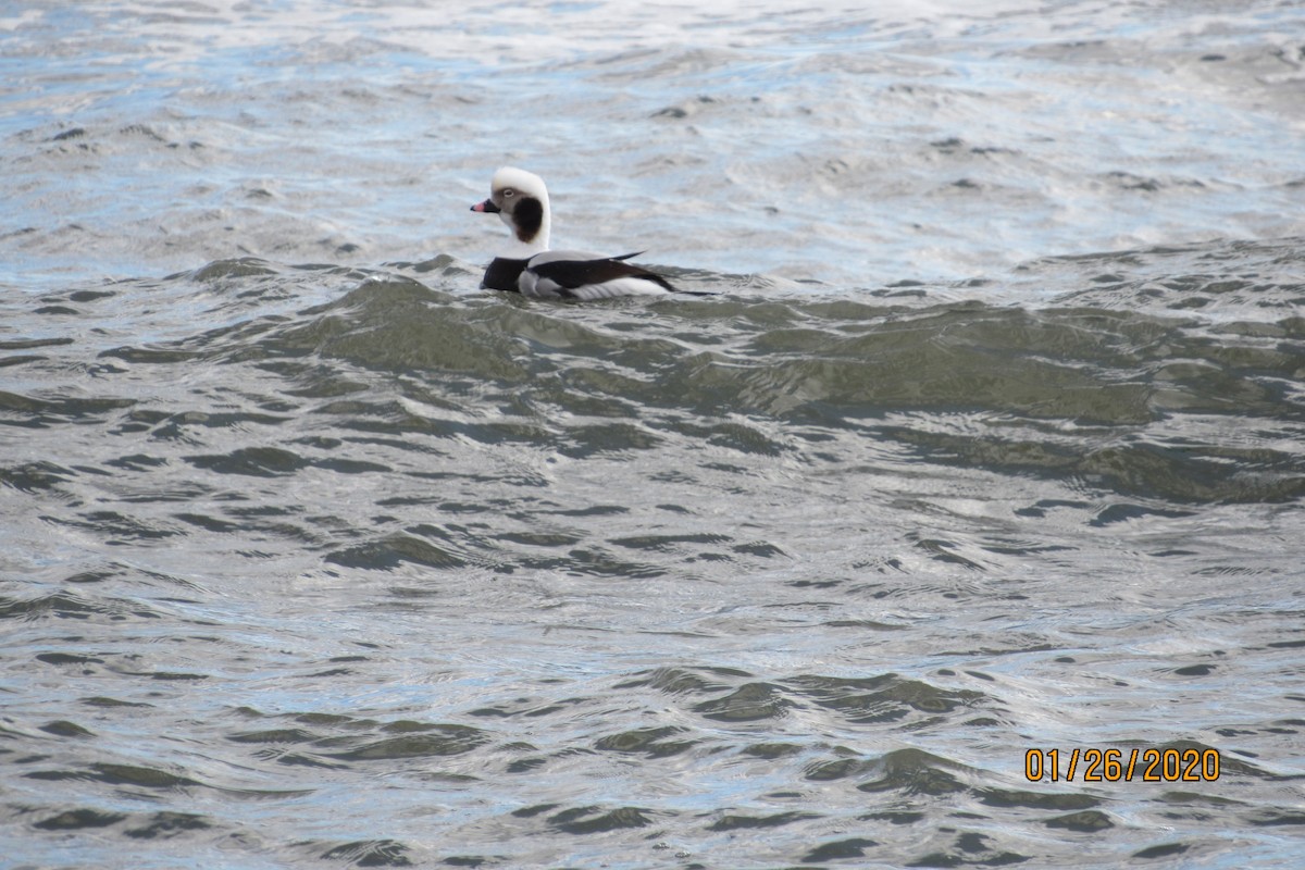 Long-tailed Duck - ML203514161