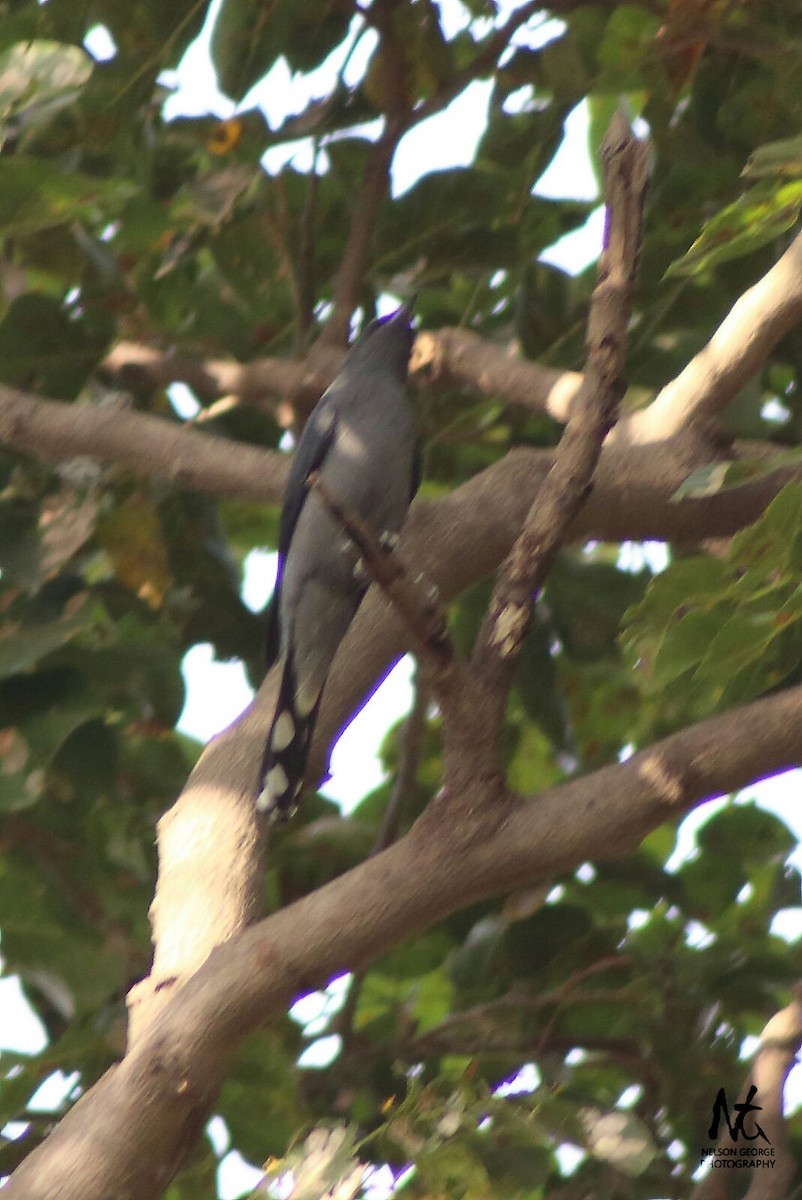 Black-winged Cuckooshrike - ML20351471