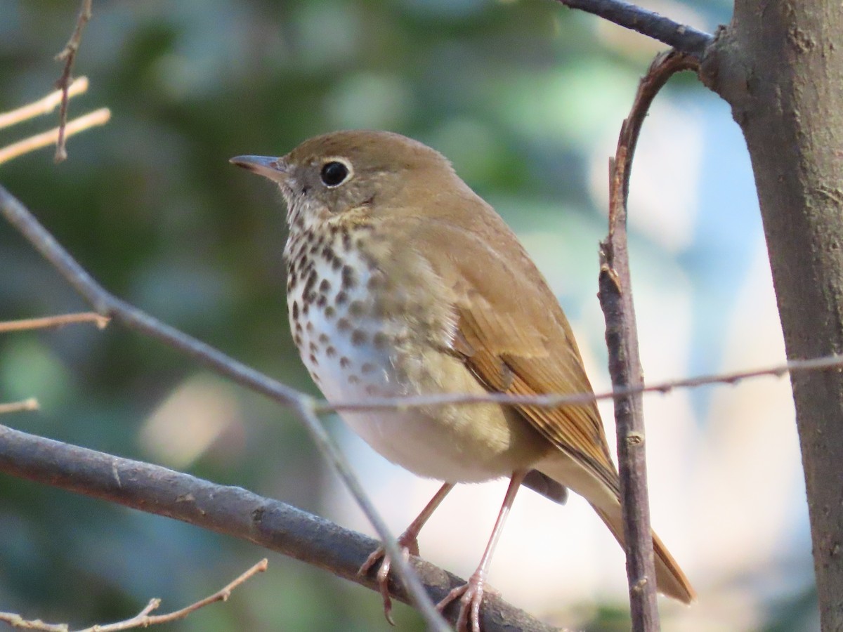 Hermit Thrush - ML203514791